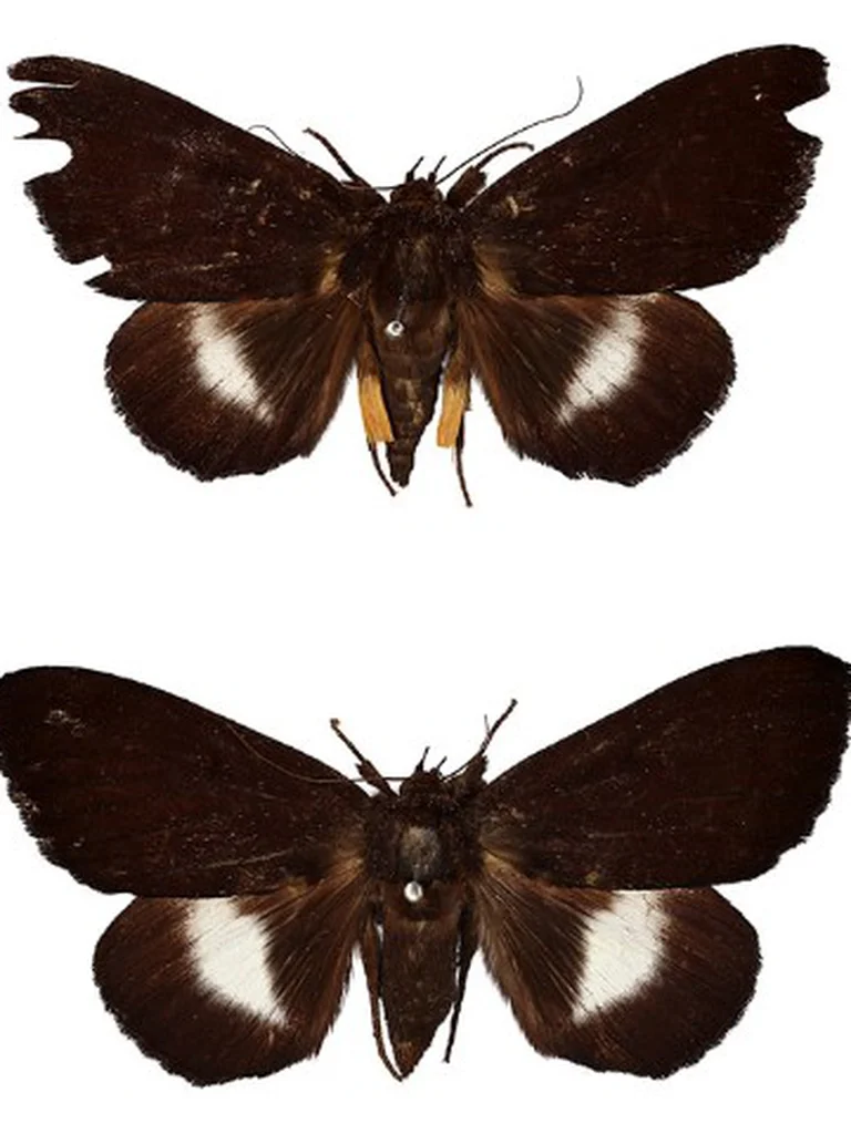 mariposas