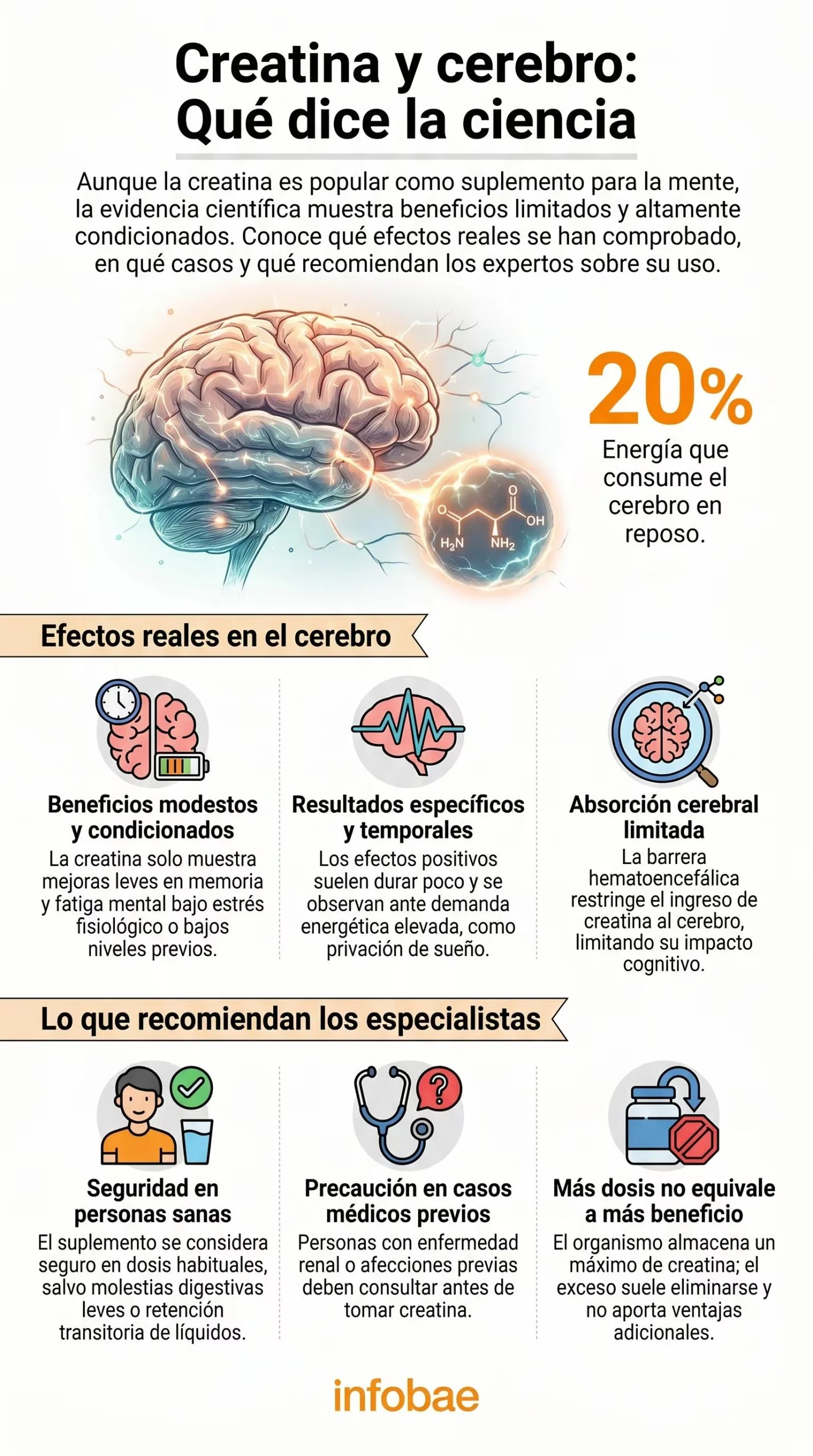 creatina y cerebro