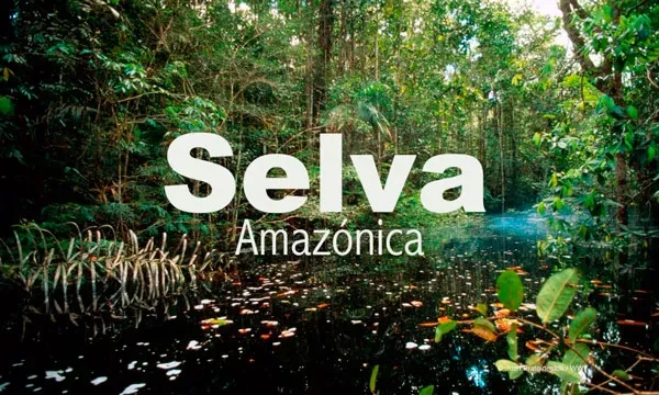 Región Amazónica Del Ecuador Flora Fauna Ríos Clima Y Más Características 2024 2736