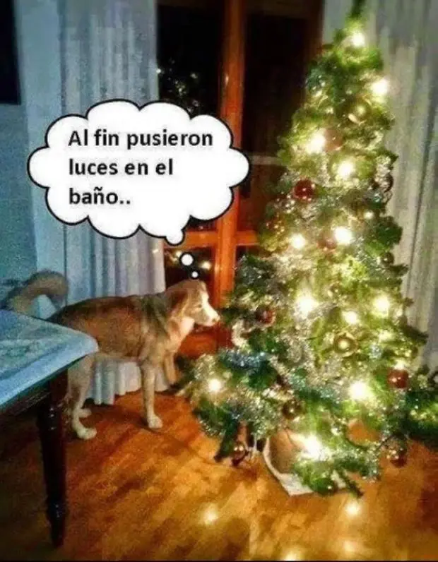 navidad