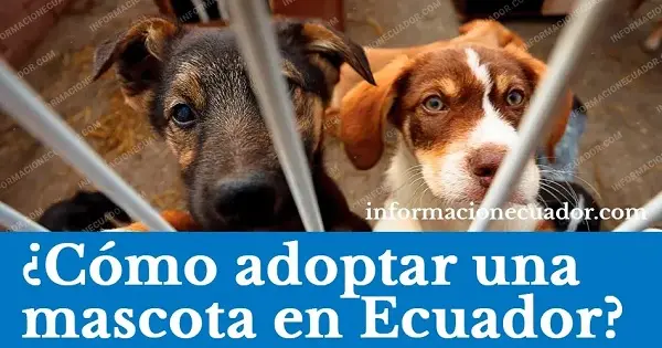 adoptar