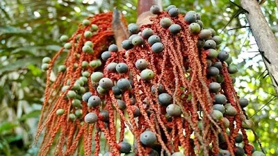 frutas ecuador