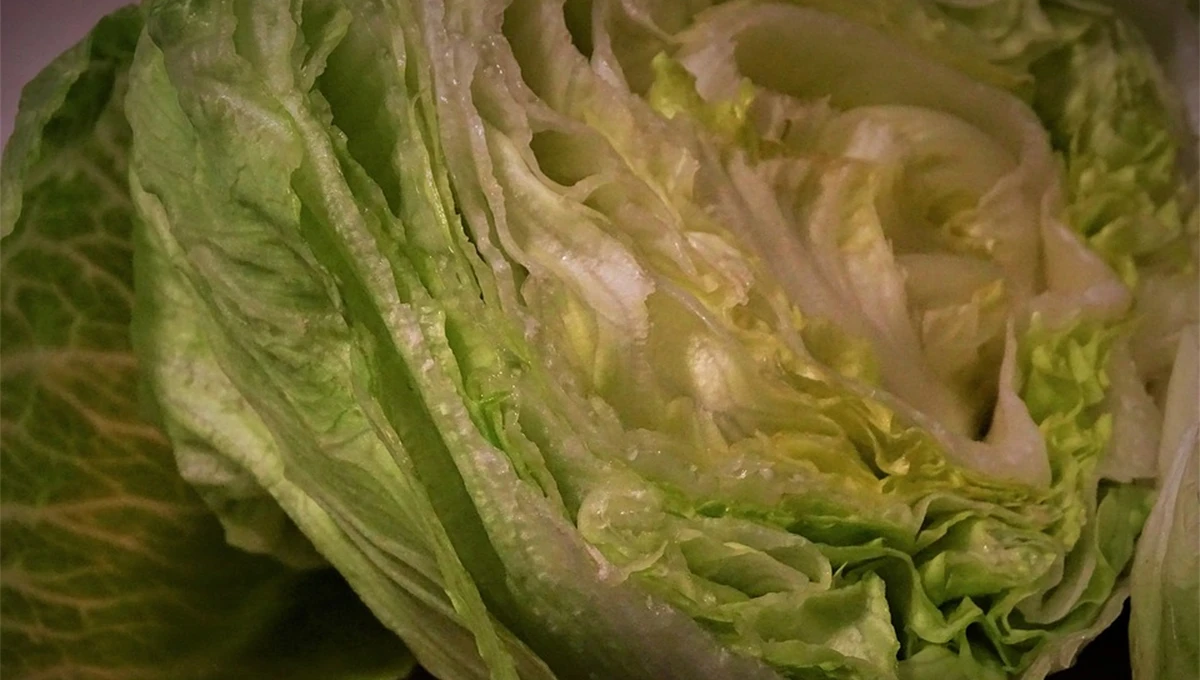 lechuga iceberg