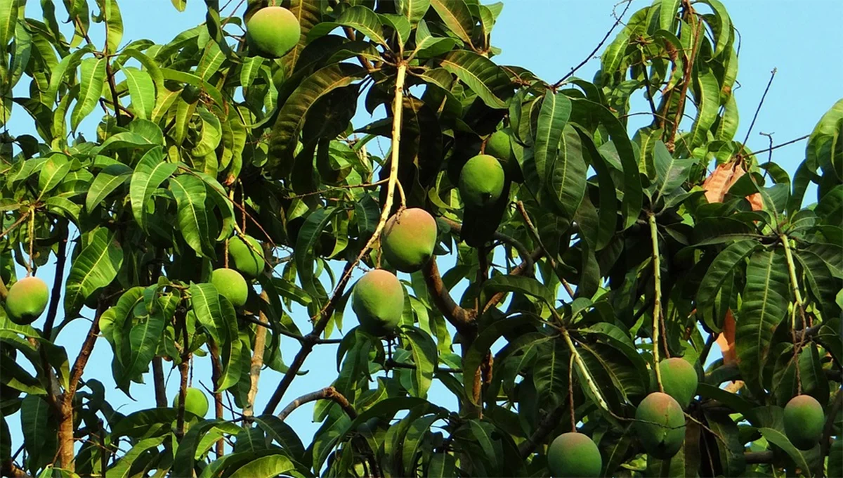 mango arbol
