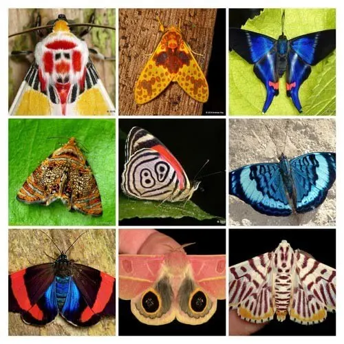 mariposas 1