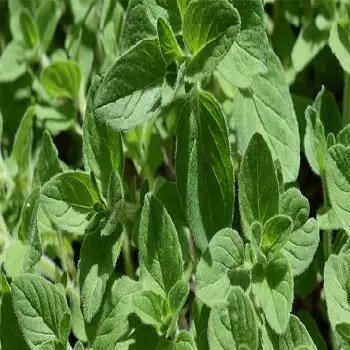 oregano