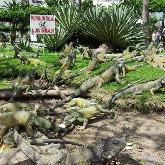 parque iguanas