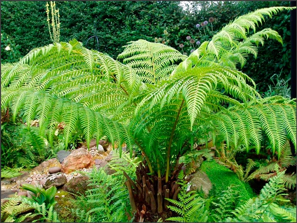 plantas en peligro de extinción