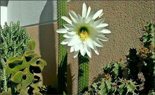 Plantas en peligro de extinción